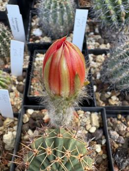 Preview: Echinopsis Hybr. dunkel rot